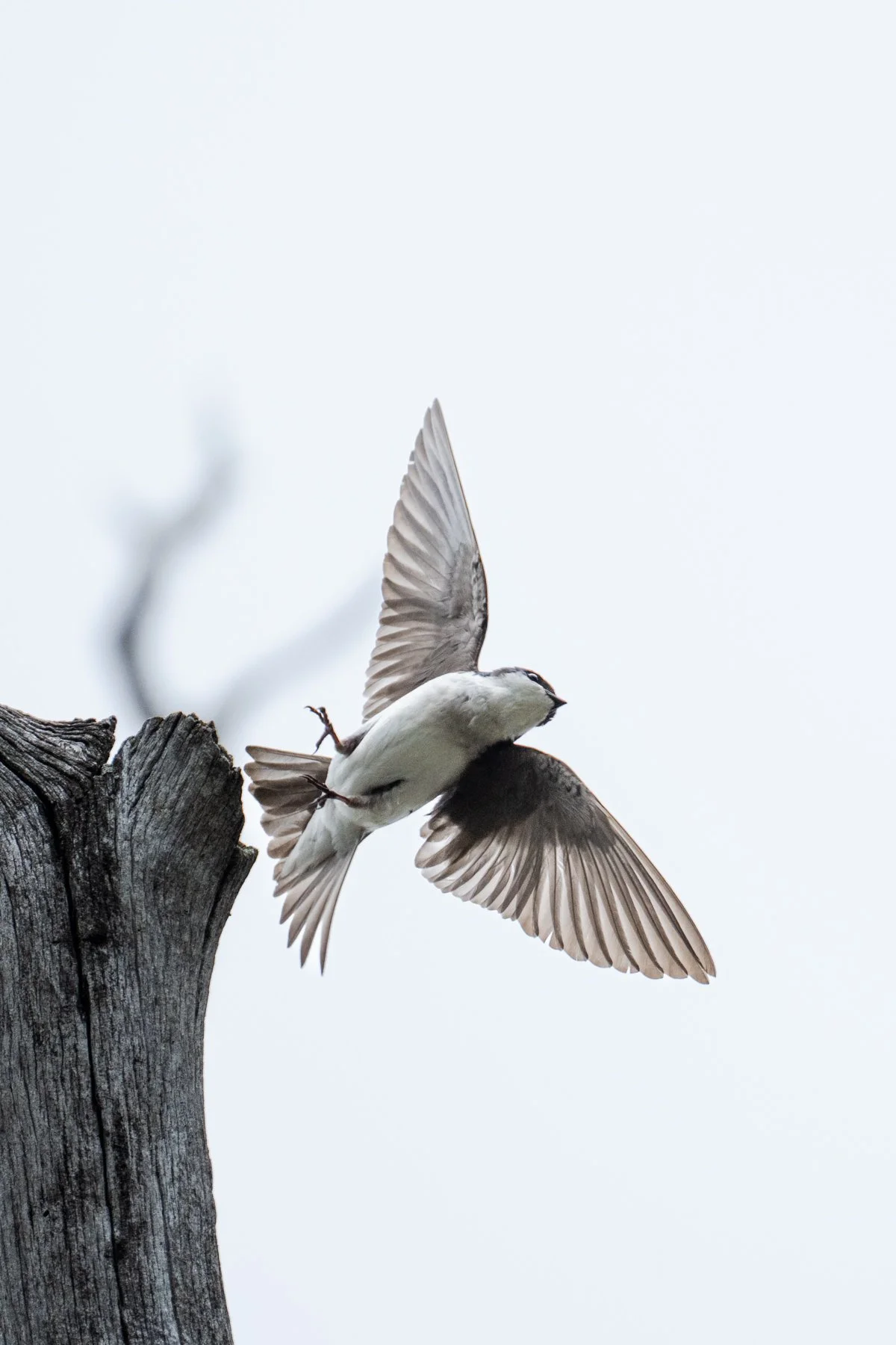 A tree swallow taking flight from a snag