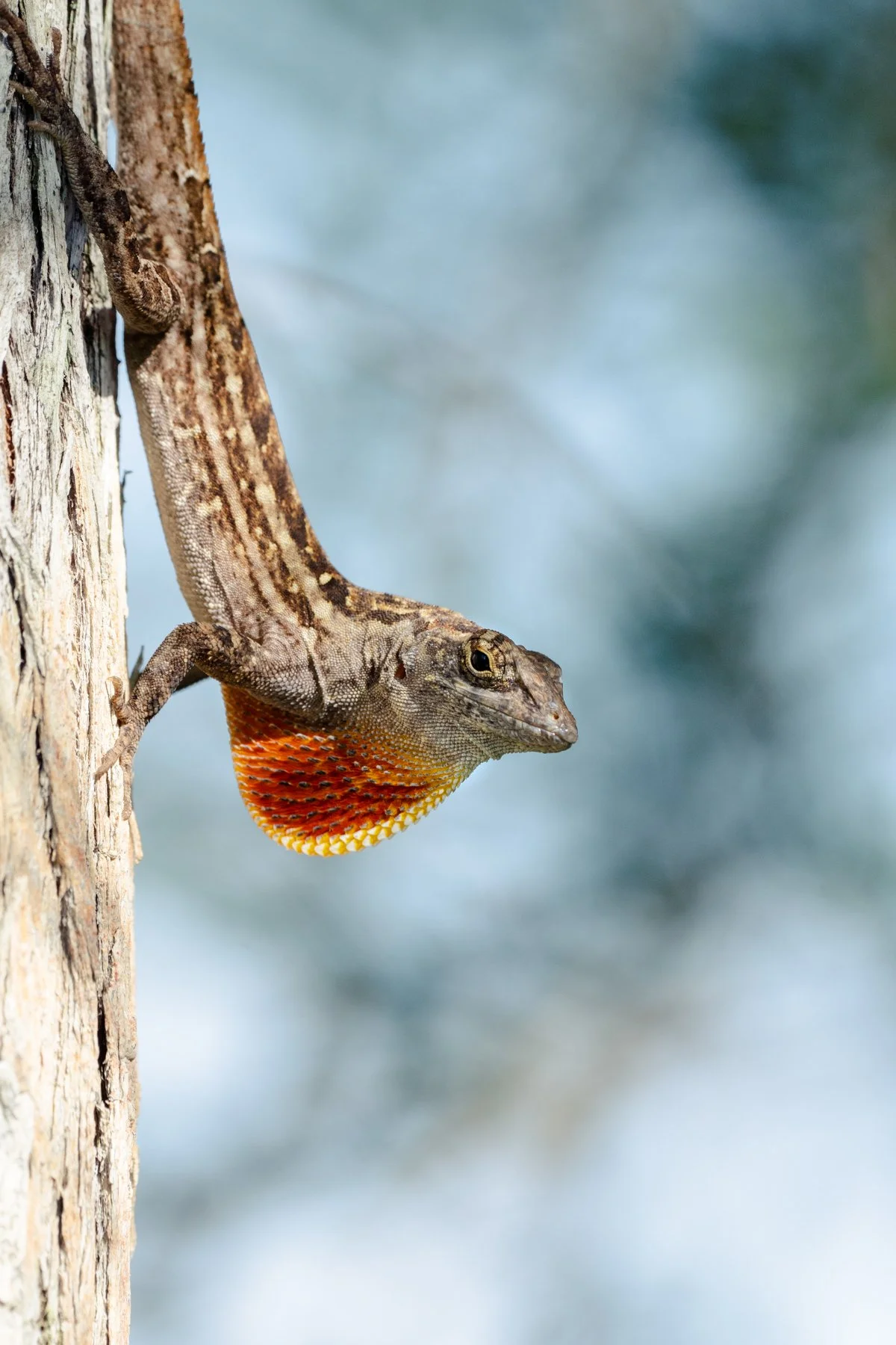 A brown anole displaying its dewlap in the Everglades, Florida