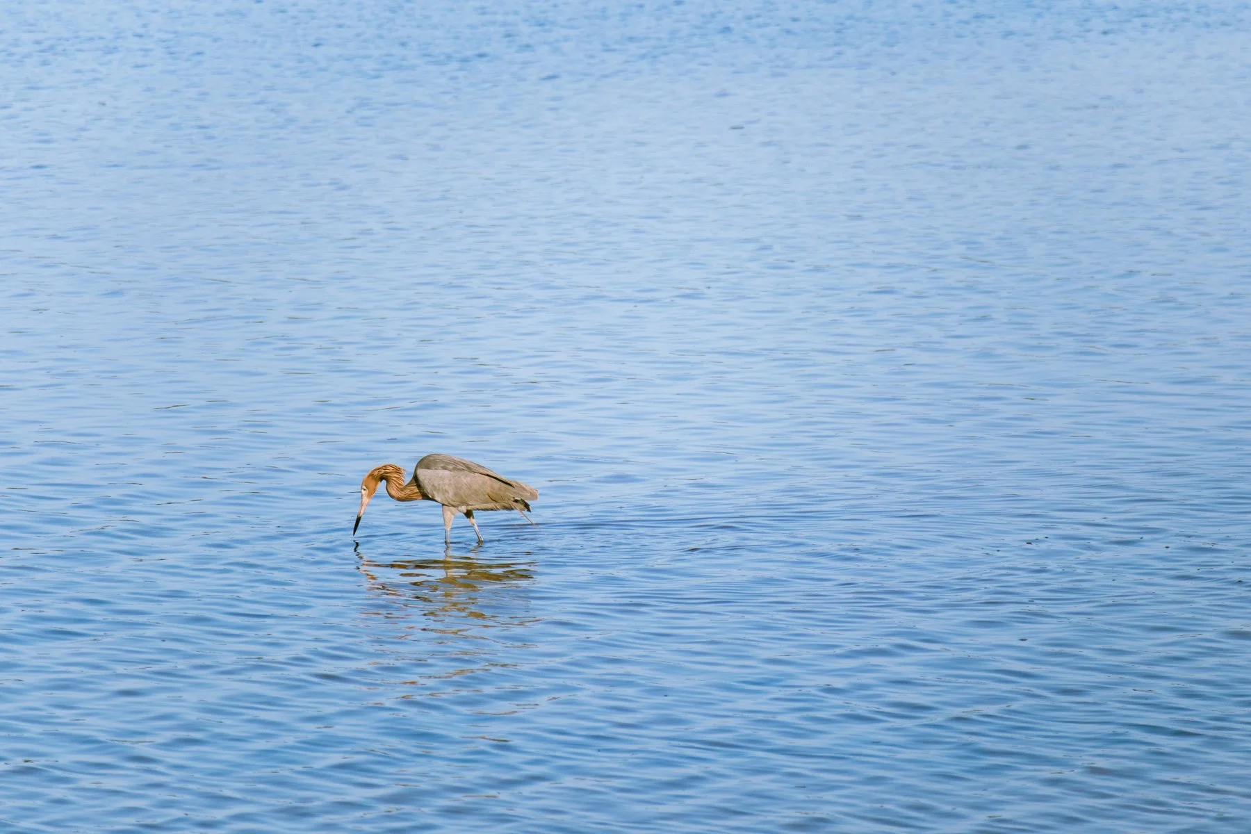 A reddish egret hunting at Ding Darling National Wildlife Refuge in Florida