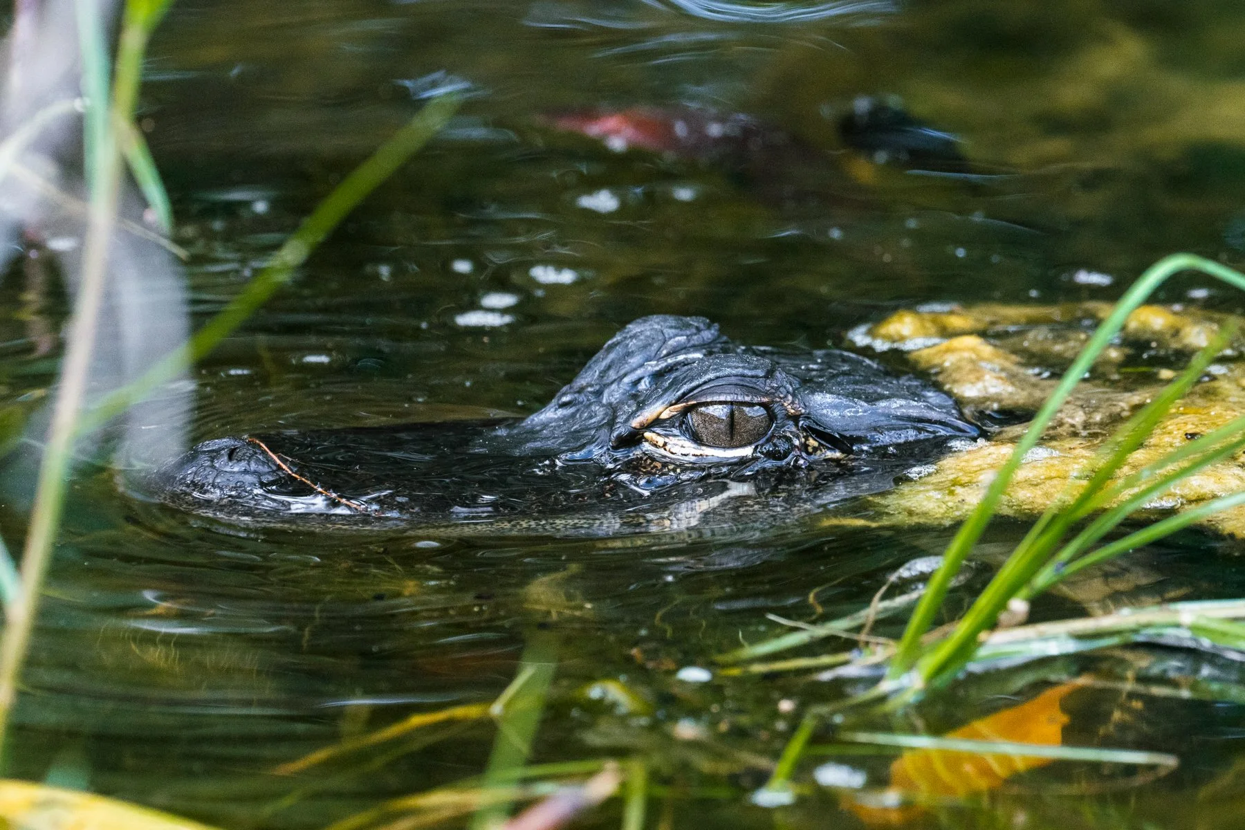 An alligator snout in the water at Caw Caw Nature Preserve, South Carolina