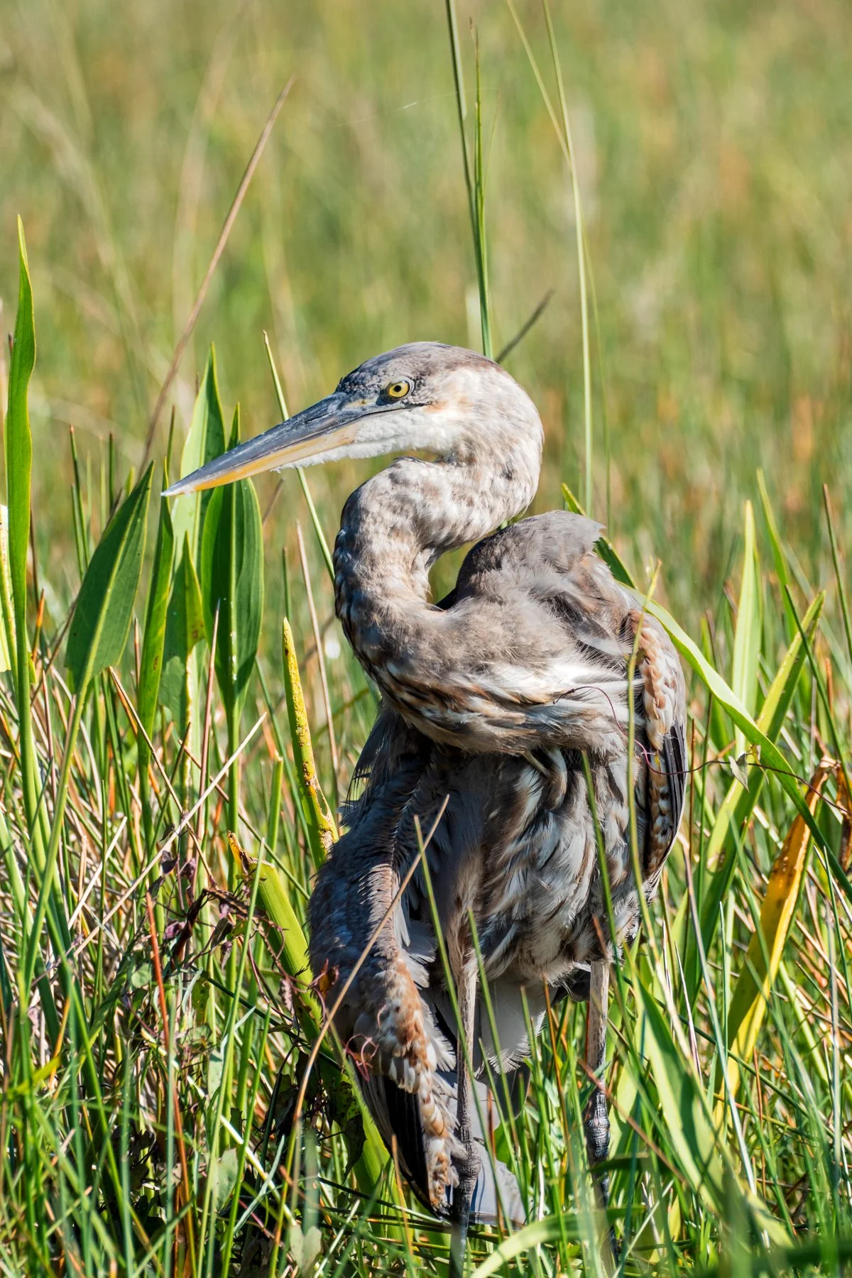 A great blue heron sitting in tall grasses in the Everglades, Florida