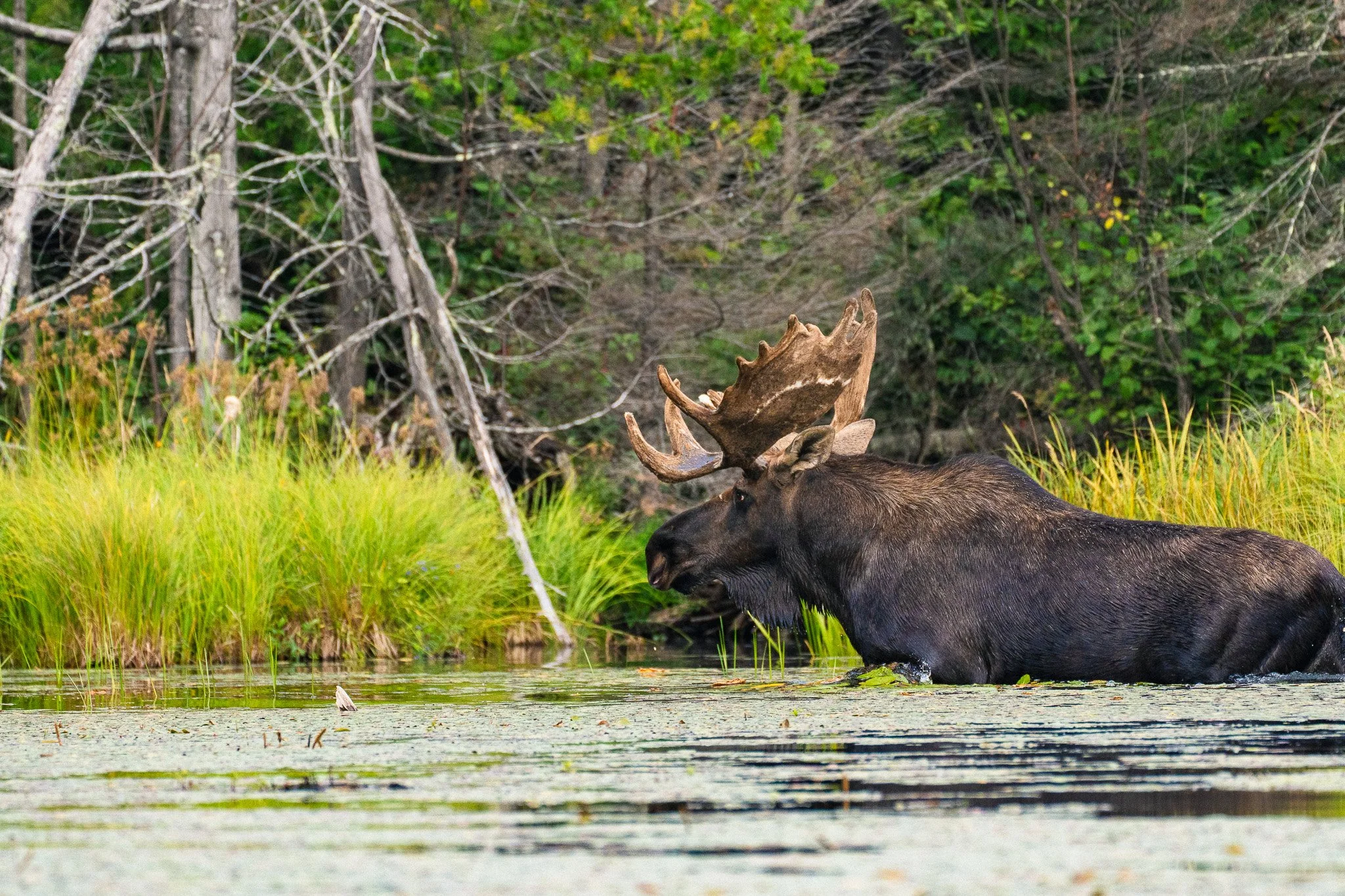 0926-boundary waters-09219.jpg