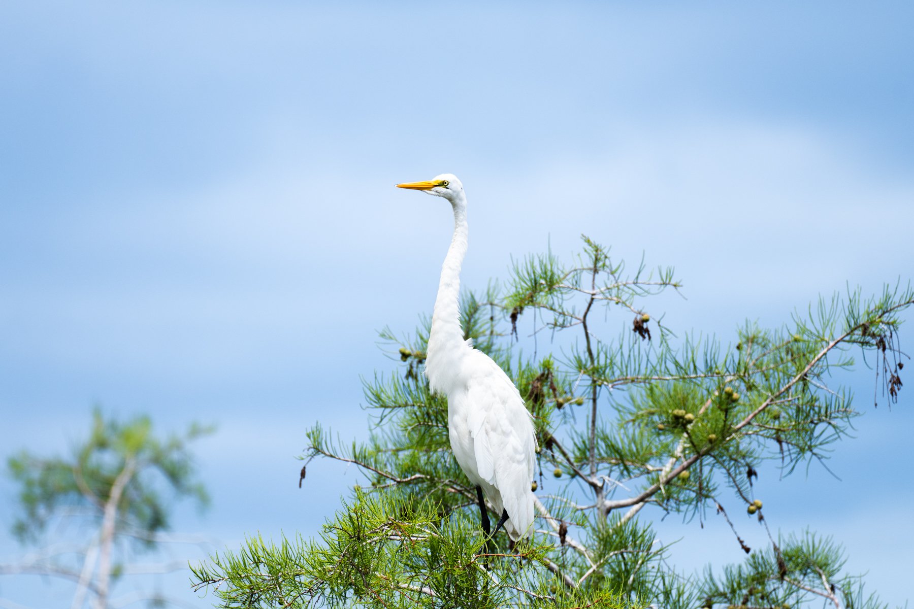 A great white egret perched atop a slash pine conifer in southern Florida