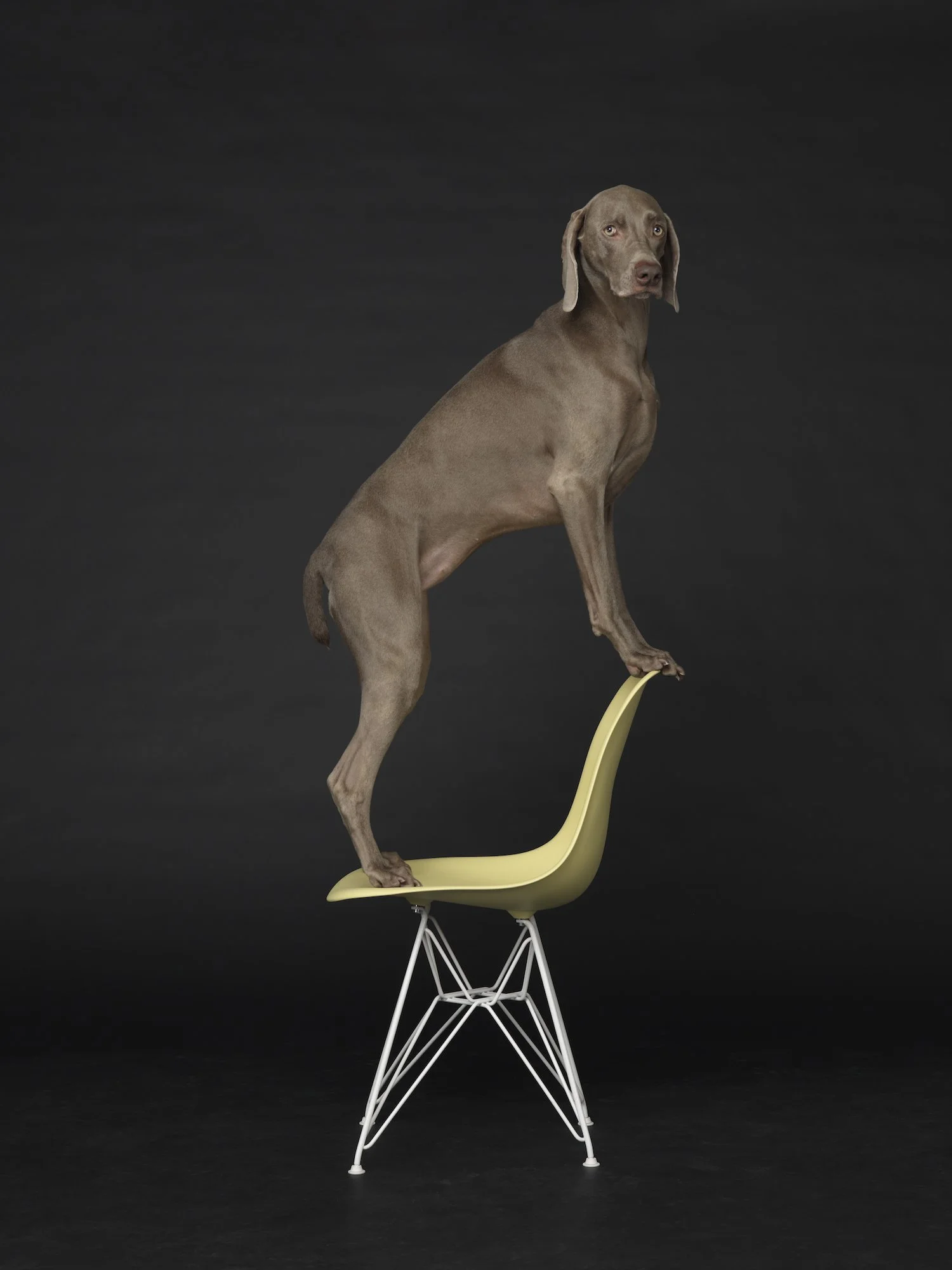 William Wegman Low to High 2015 Photography