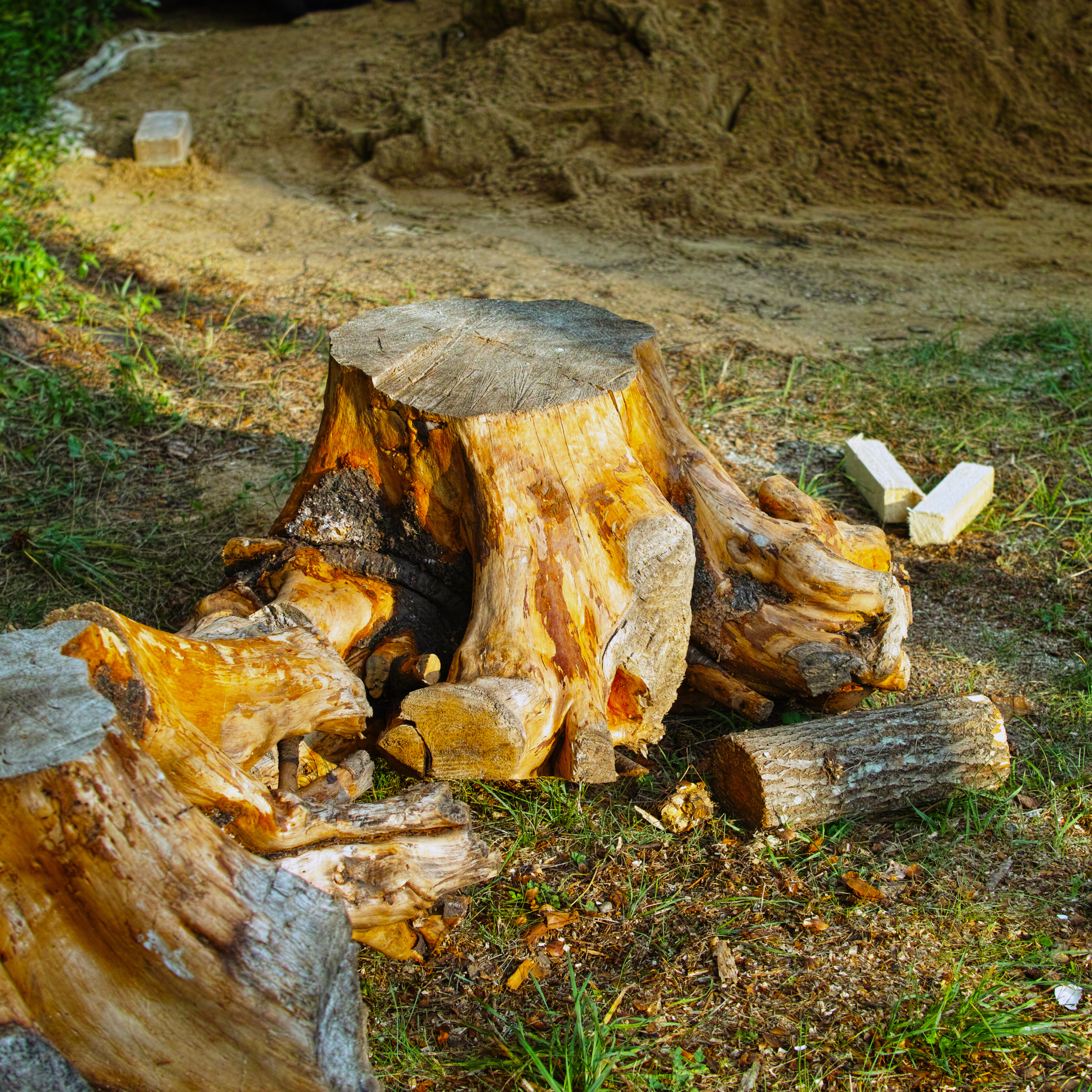 Tree Restry Sunrise Tree & Yard | Enhance Your Landscape
