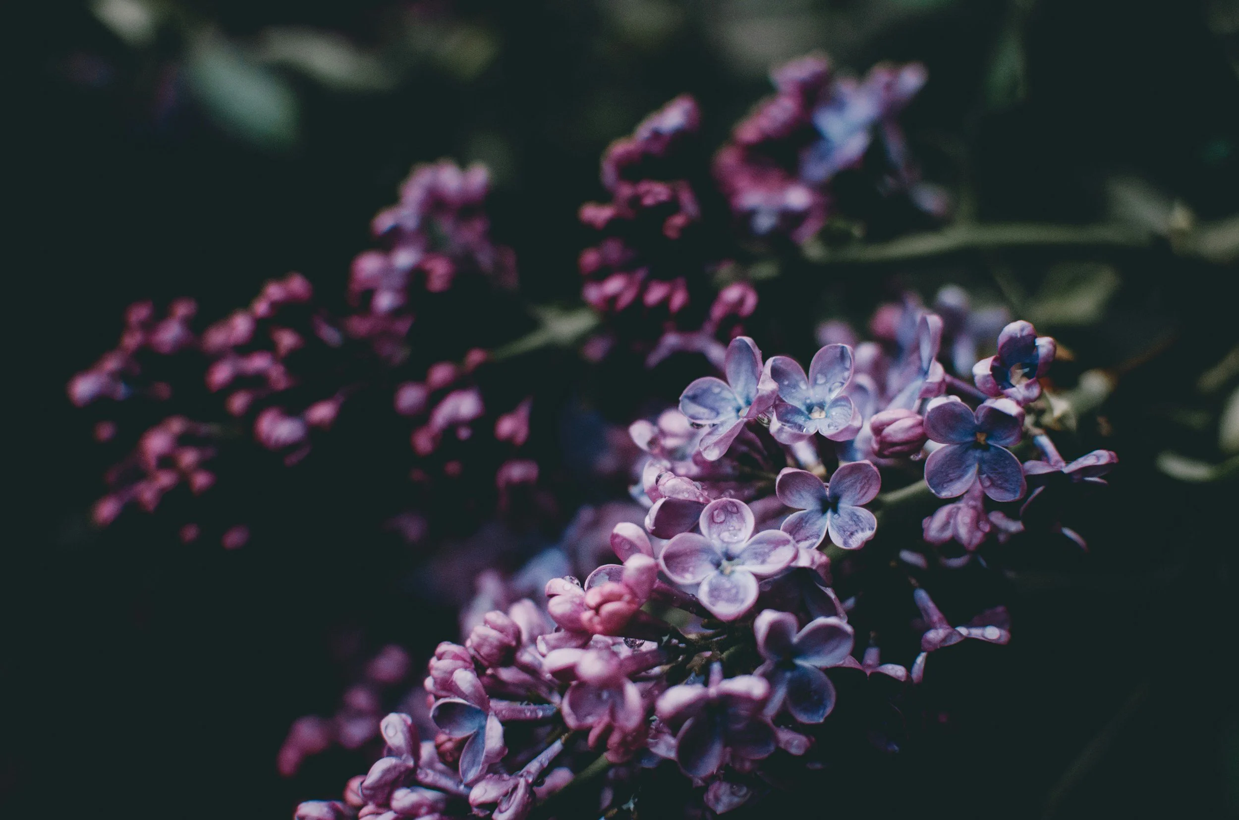 Close-up of purple and pink lilac flowers with droplets of water on petals, dark background.