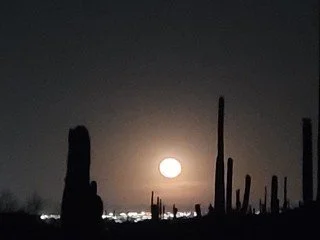 Night sky with a bright full moon and silhouettes of cacti in the foreground.