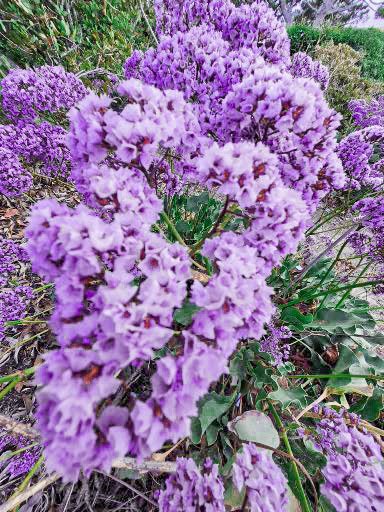 Purple flowering plants, likely lavender or similar, among green leaves in a garden.