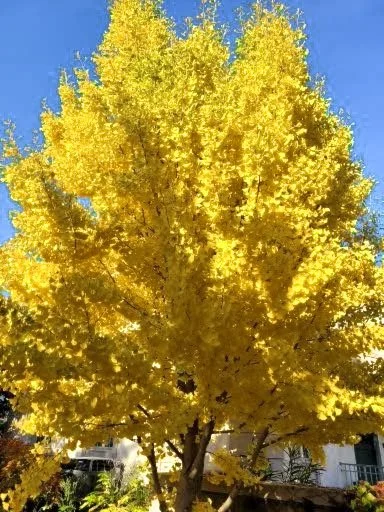 A large tree with vibrant yellow leaves against a clear blue sky.