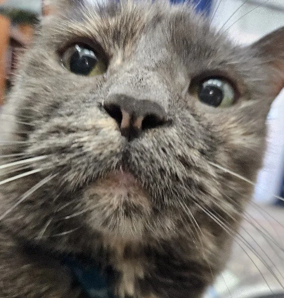 Close-up of a gray tabby cat's face with green eyes and a pink nose.