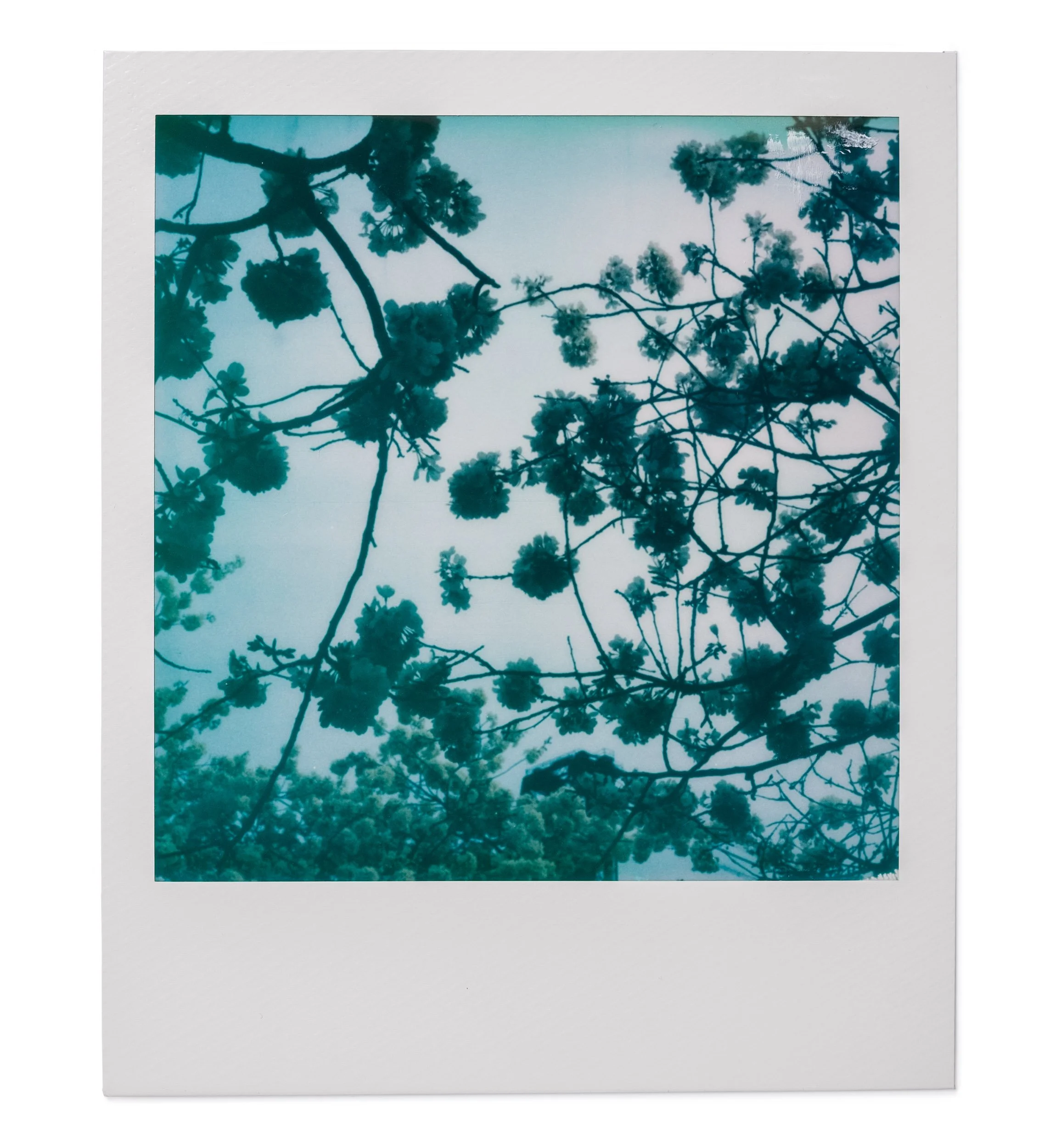 20260327-Polaroids-DSCF0776-Edit.jpg