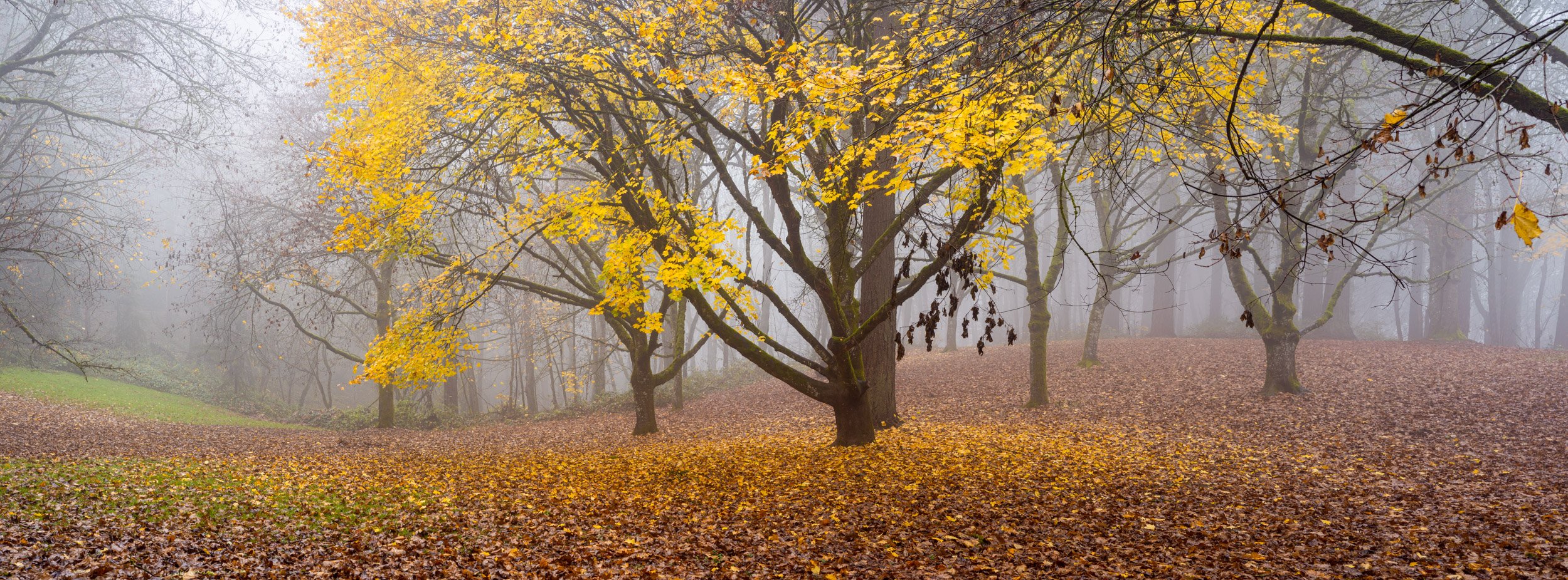 Autumn’s Gentle Goodbye 
Portland, Oregon, USA. 2025