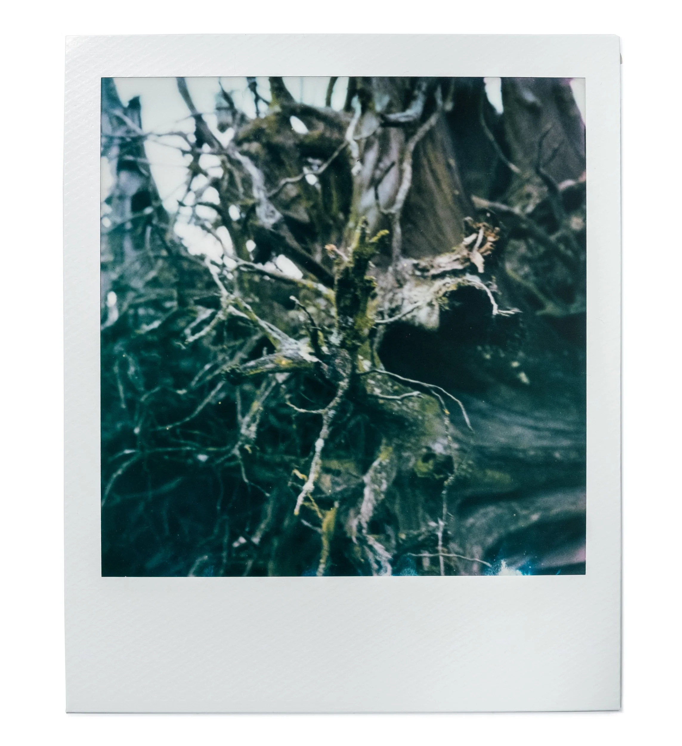 20260327-Polaroids-DSCF0745-Edit.jpg