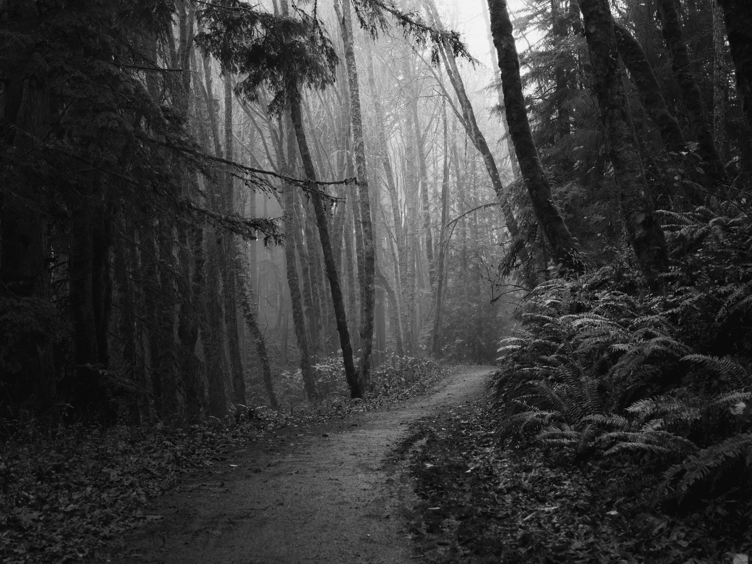 A Way Through, Not a Way Out 
Portland, Oregon, USA. 2025