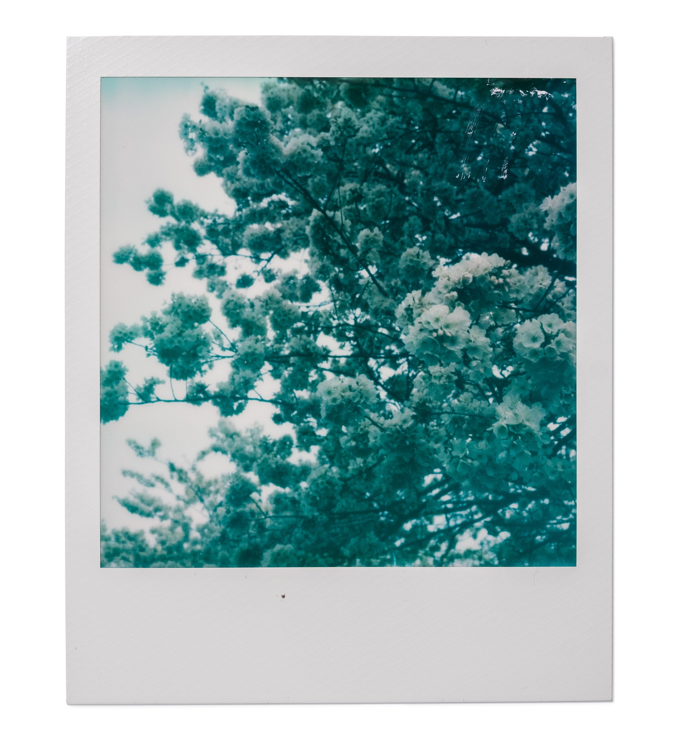 20260327-Polaroids-DSCF0777-Edit.jpg