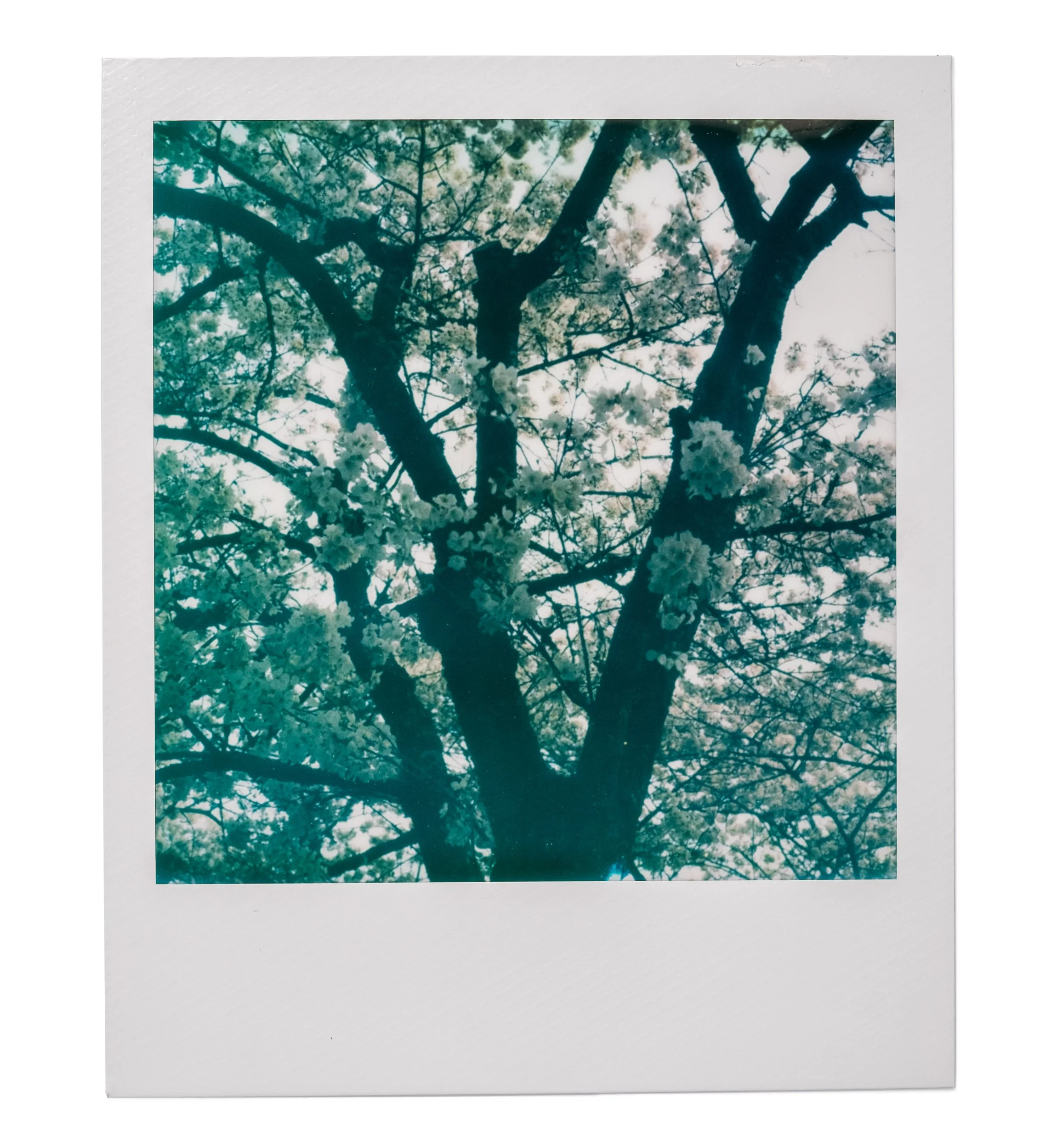 20260327-Polaroids-DSCF0778-Edit.jpg