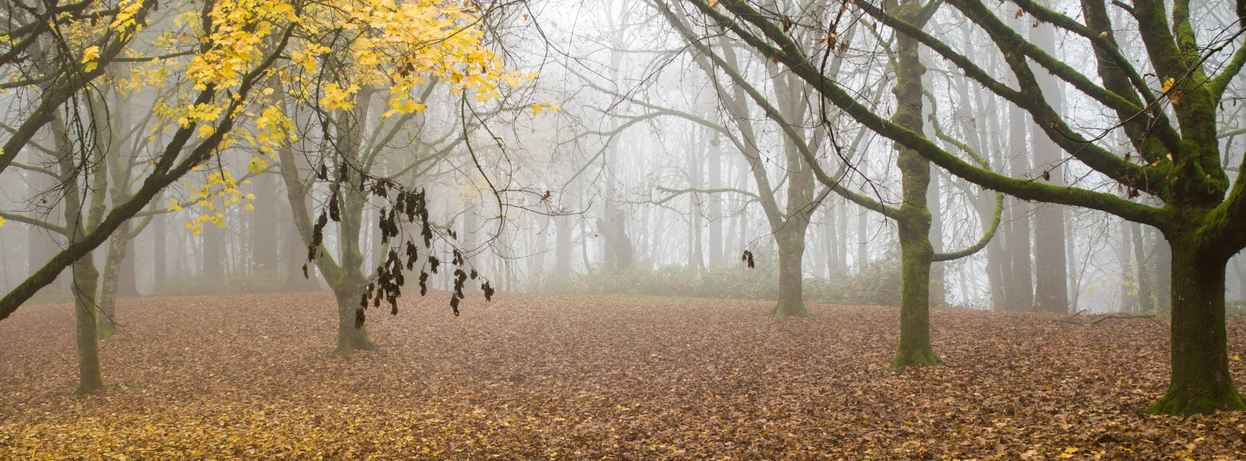 A Whisper In The Fog 
Portland, Oregon, USA. 2025