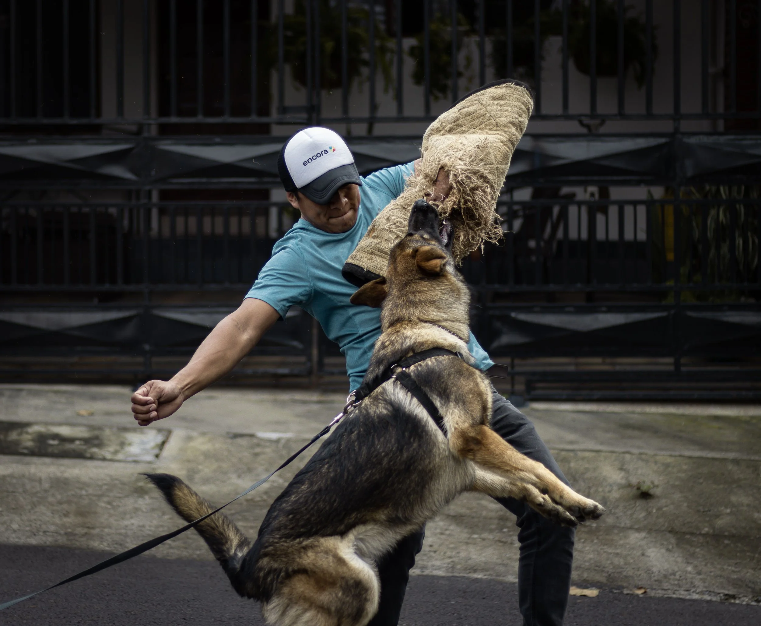 German shepherd on a leash biting a padded training sleeve held by a man in a blue shirt and cap, illustrating dog bite risks covered by a New Jersey dog bite lawyer