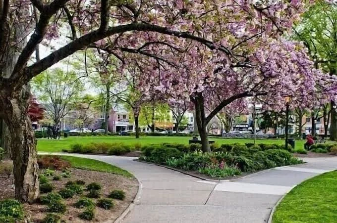 Cherry blossom trees and walking paths in a Morristown, NJ park, where Barreto Law Firm serves injured clients