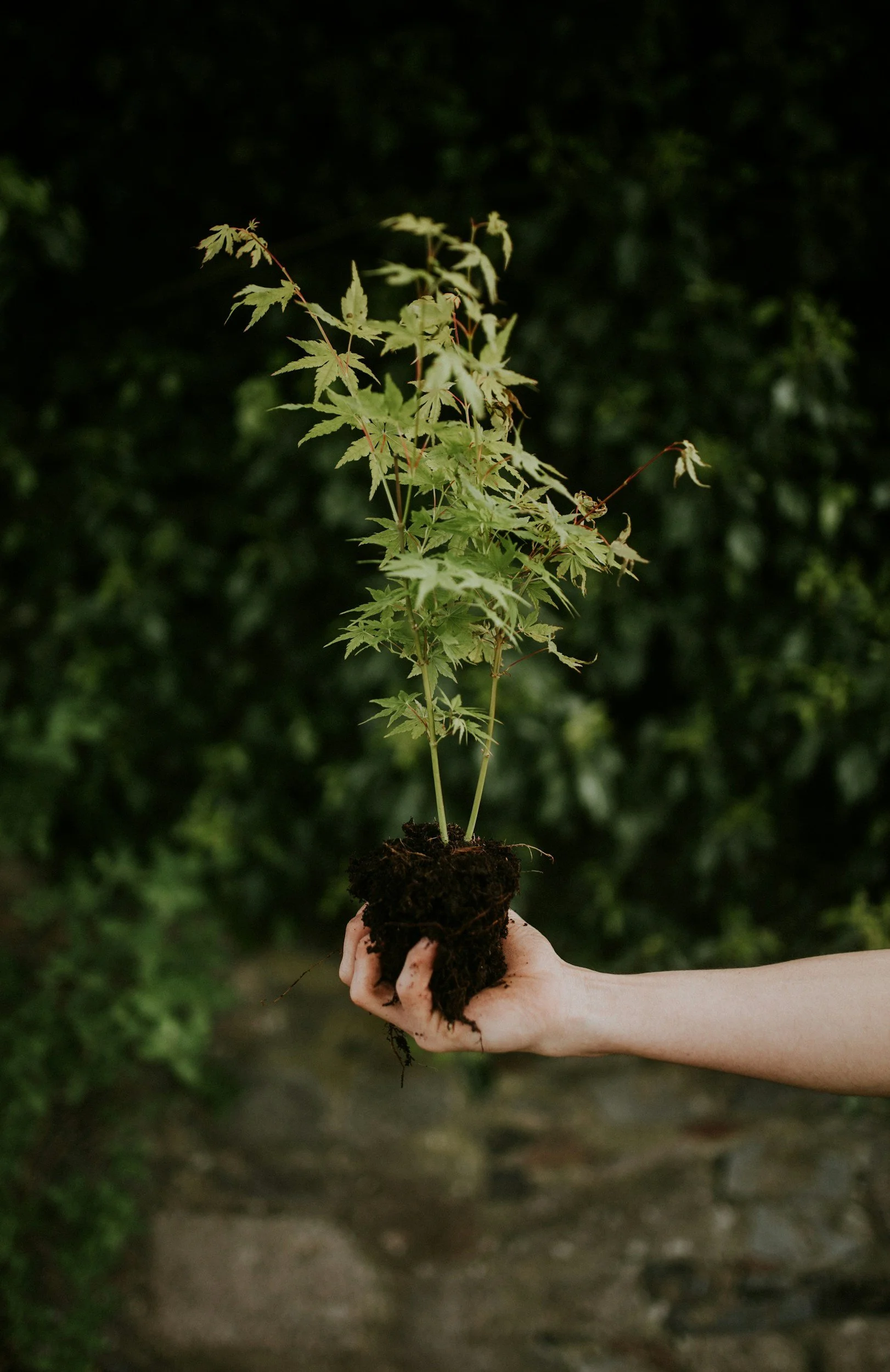 A hand is holding a small potted plant with green leaves and soil against a dark green blurred background.