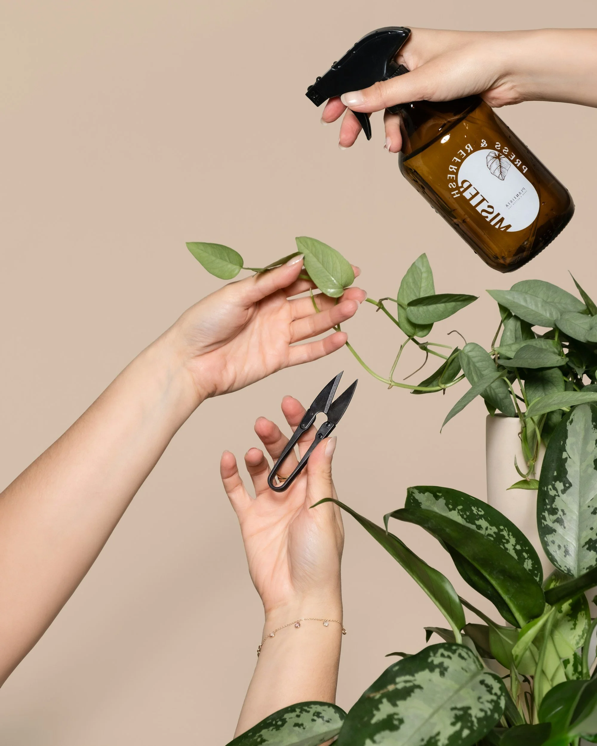 Hands trimming a green leafy plant with pruning shears and spraying it with a spray bottle in a neutral room.