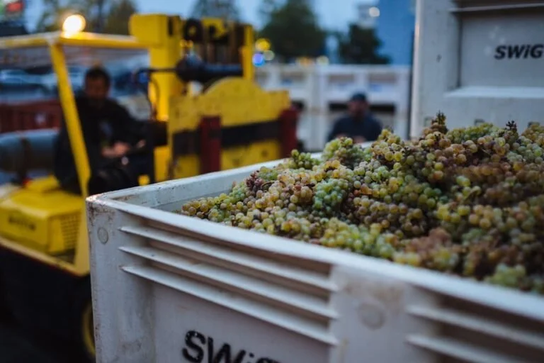 Riesling-Grapes-768x512.jpg