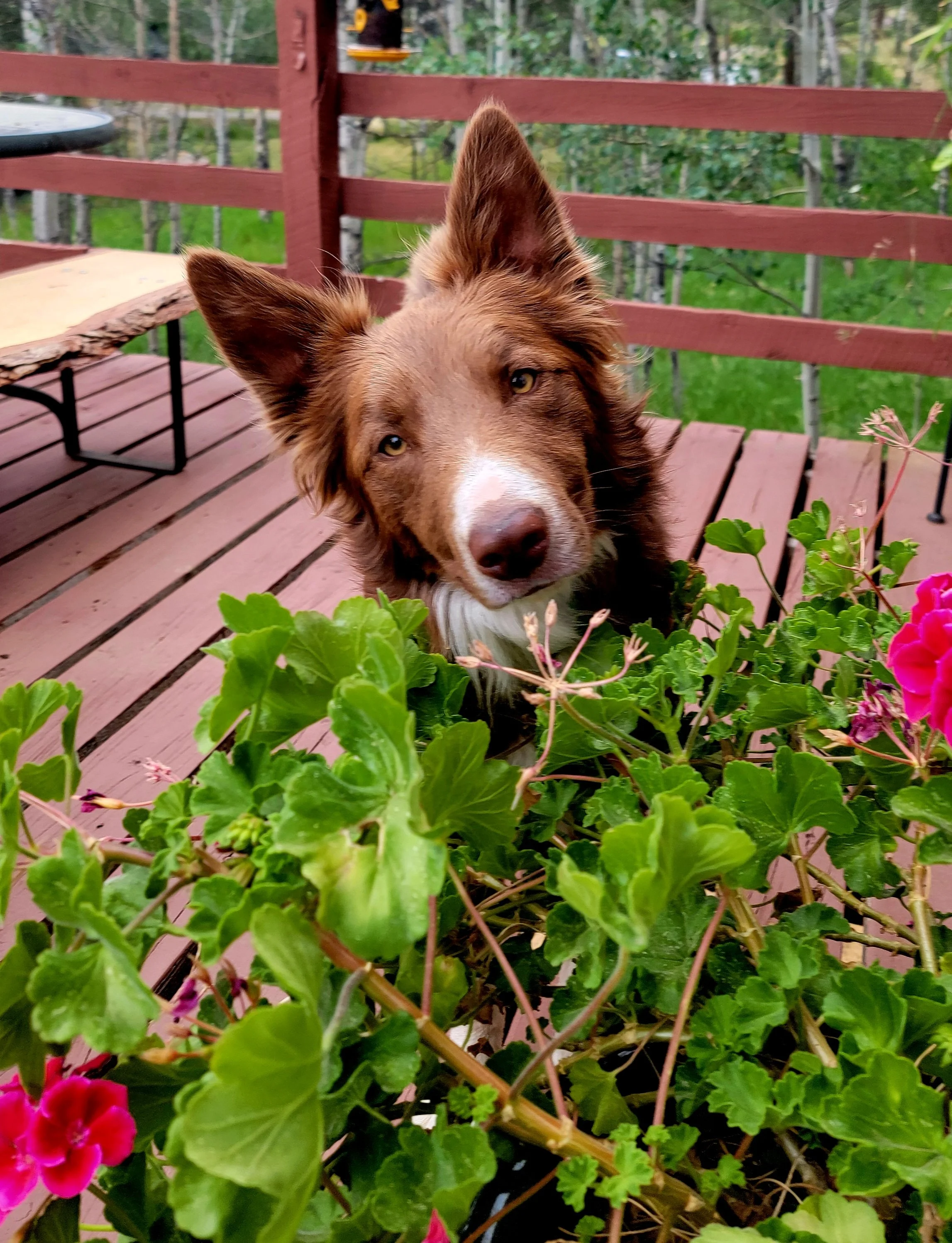 Boarding with Daily Training Lessons
