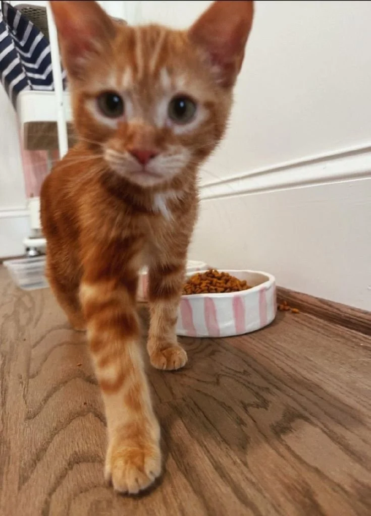 Ditsy Pottery | Handmade Artisanal, Intentional Ceramics-4.jpg