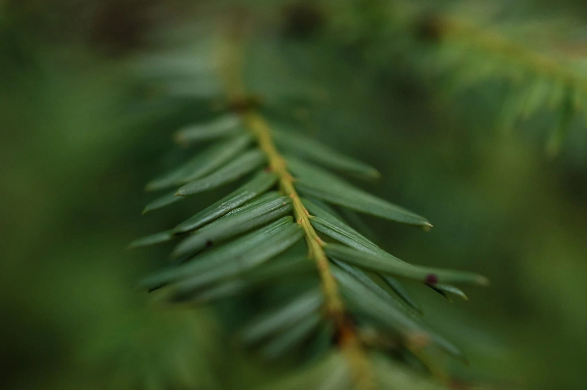 A Walk in the Forest