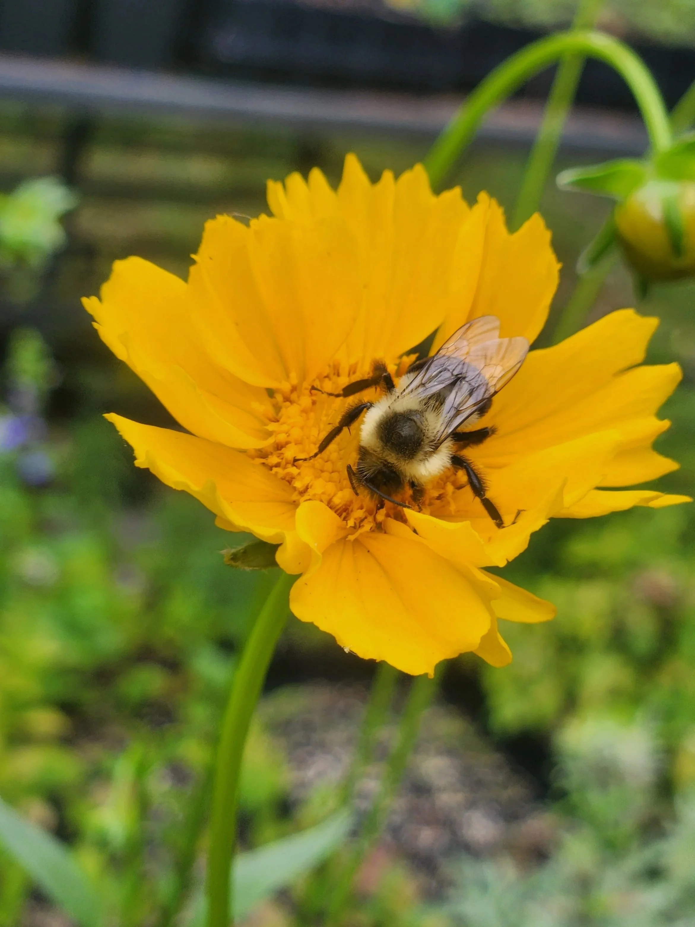 Lance-leaf Coreopsis