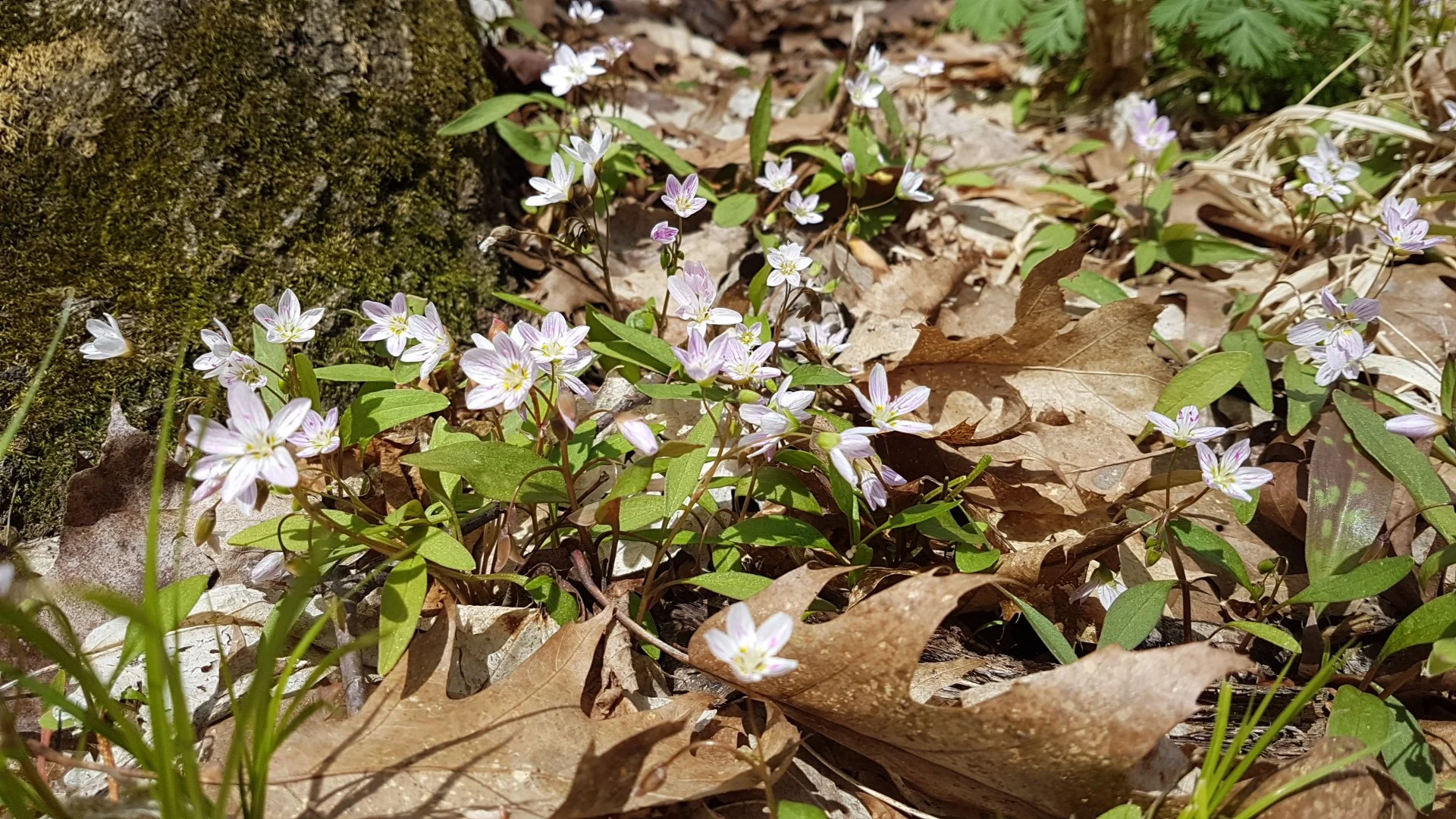 Carolina Spring Beauty
