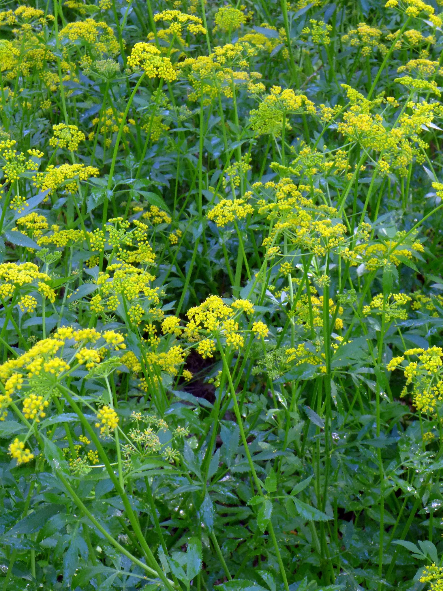 Golden Alexanders