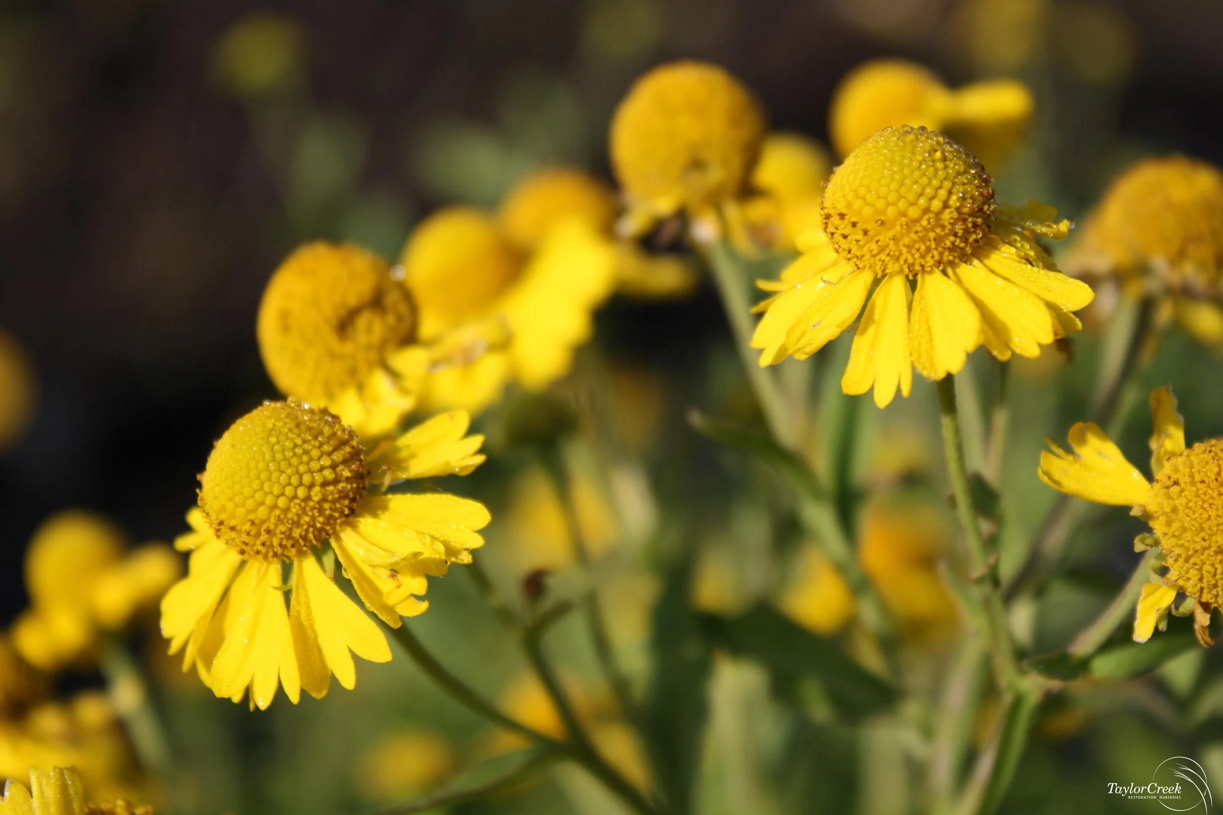 Dogtooth Daisy