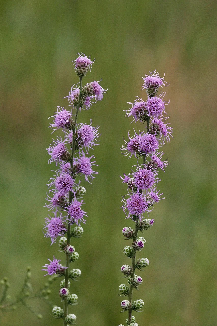 Button Blazing Star - Missouri Wildflower Nursery.jpg