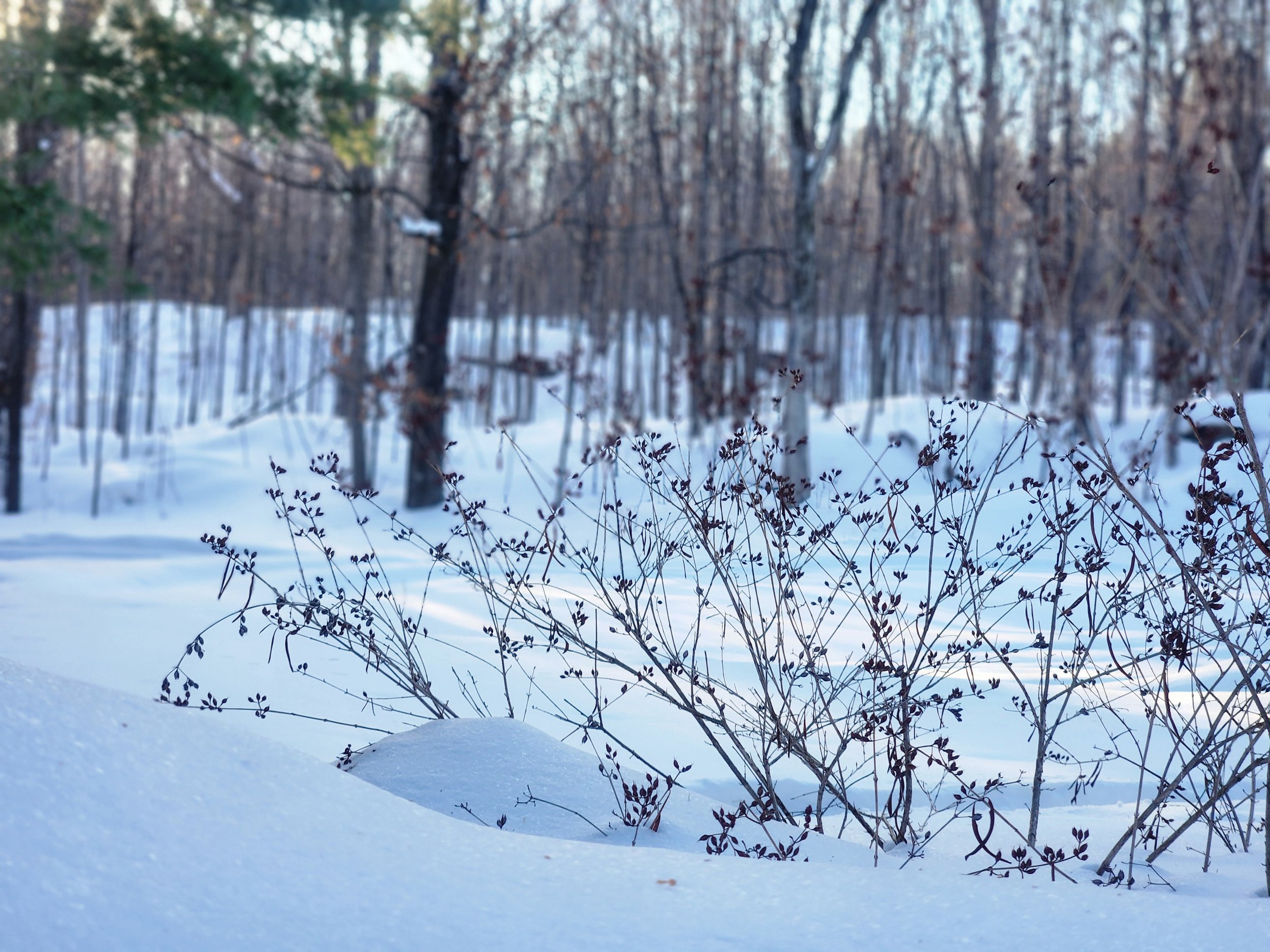 Shrubby St. John's Wort