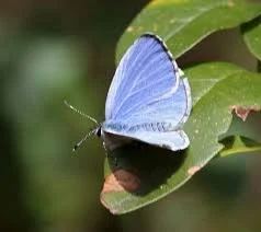 Spring Azure Butterfly - iNaturalist.jpg