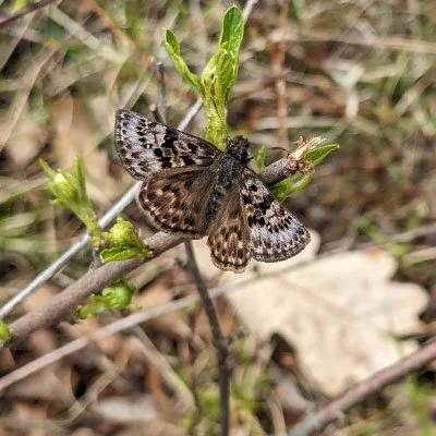 Mottled Duskywing Butterfly - Shannon Underwood.jpg