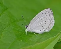 Summer Azure - iNaturalist.jpg