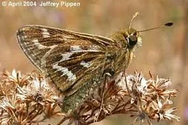 Cobweb Skipper - Michigan Natural Features.jpg