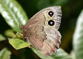 Common Wood-Nymph - iNaturalist.jpg