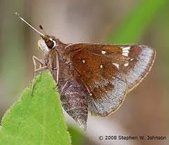 Dusted Skipper - Butterflies and Moths of North.jpg