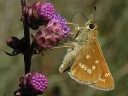 Leonard's Skipper - Wisconsin Butterflies.jpg