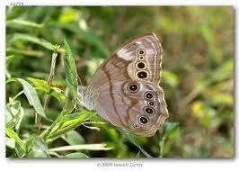 Northern Pearl-eye - iNaturalist.jpg