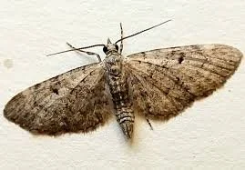 Common Eupithecia Moth - Moths of North Carolina.jpg