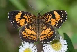 Silvery Checkerspot - Alabama Butterfly Atlas.jpg