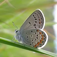 Blue Karner Butterfly - Brenda Kulon.jpg