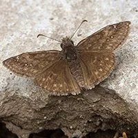 Eastern Persius Butterfly - ontario.ca.jpg