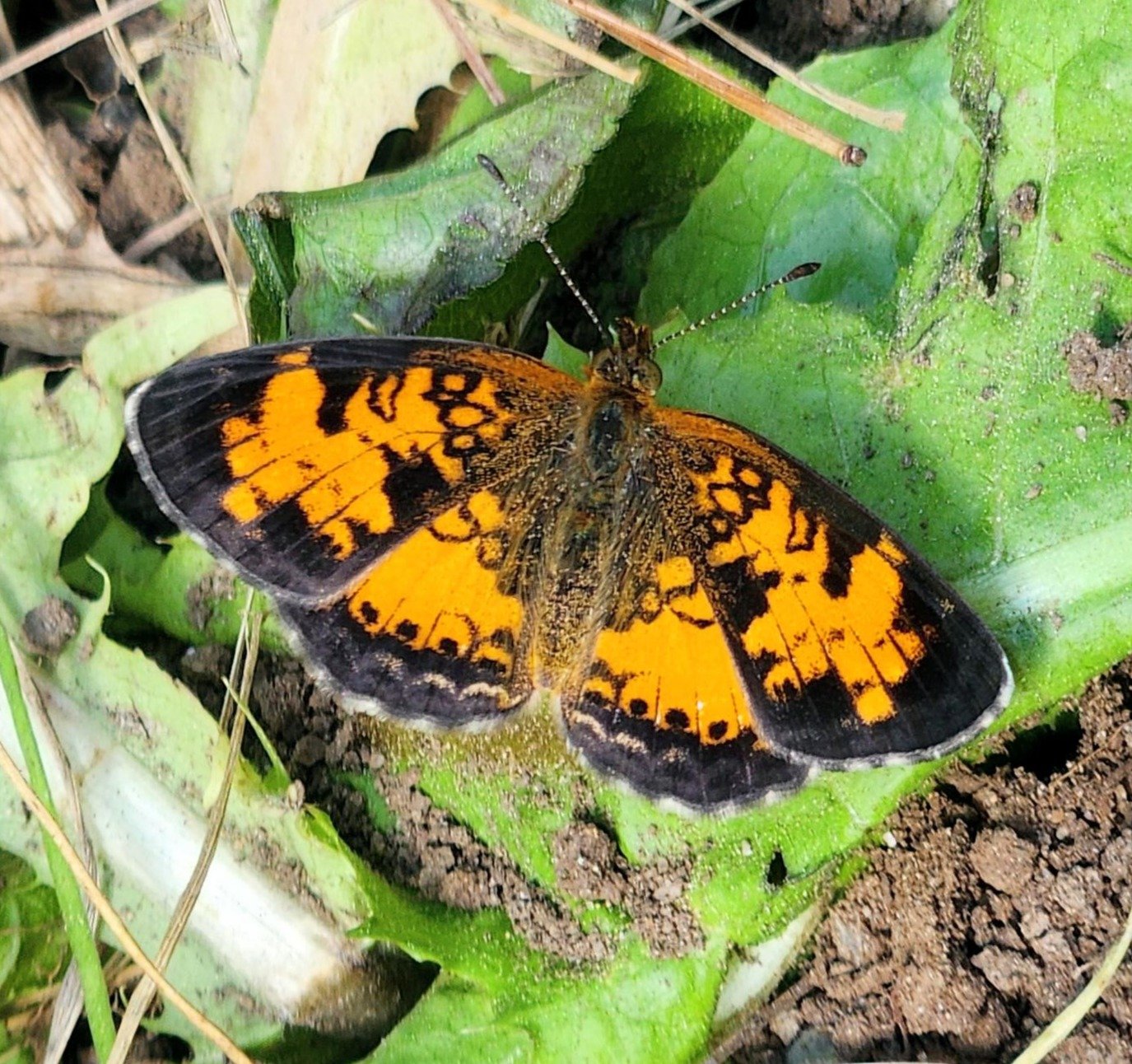 Pearl Crescent Butterfly.JPG