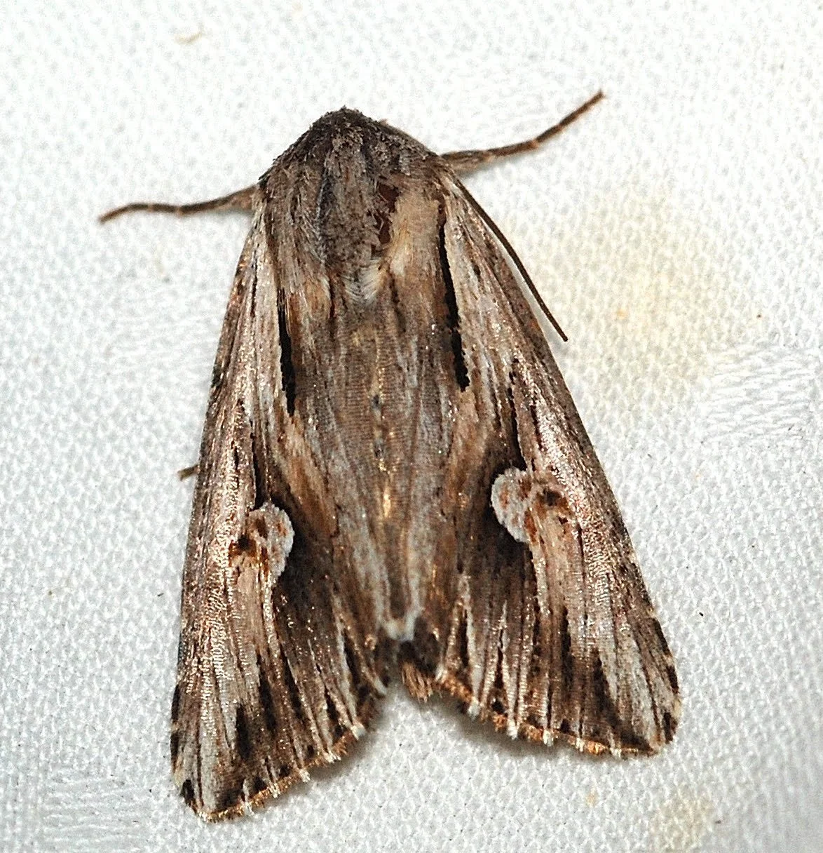 Grey Half-spot Moth
