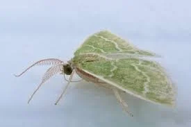 Wavy-Lined Emerald Moth